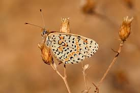 Attēlu rezultāti vaicājumam “Melitaea didyma underside”