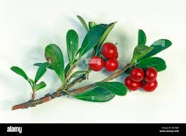 Attēlu rezultāti vaicājumam “Arctostaphylos uva-ursi fruit”