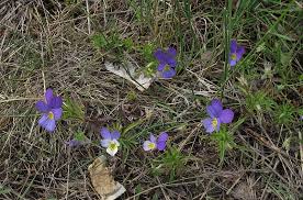 Attēlu rezultāti vaicājumam “Viola tricolor subsp. curtisii”