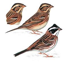 Image result for Emberiza rustica