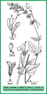 Attēlu rezultāti vaicājumam “Labiatae”