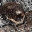 Hibernation - Wikipedia, the free encyclopedia