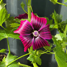 Attēlu rezultāti vaicājumam “xComagaria rosea  flower”