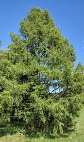 Attēlu rezultāti vaicājumam “Larix”