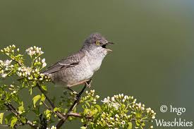 Attēlu rezultāti vaicājumam “Sylvia nisoria adult”