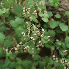 Attēlu rezultāti vaicājumam “Thalictrum lucidum flower”