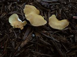 Attēlu rezultāti vaicājumam “Didymium xanthopus spores”