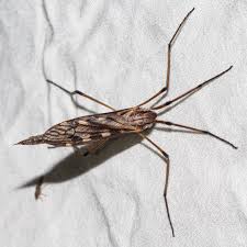 Attēlu rezultāti vaicājumam “Limoniidae”