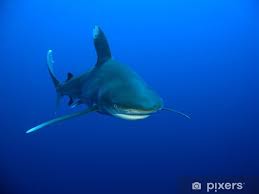 Image result for Carcharhinus longimanus