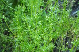 Attēlu rezultāti vaicājumam “Galium aparine leaf”