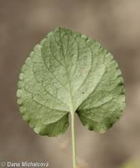 Attēlu rezultāti vaicājumam “Viola riviniana leaf”
