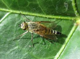 Attēlu rezultāti vaicājumam “Therevidae”