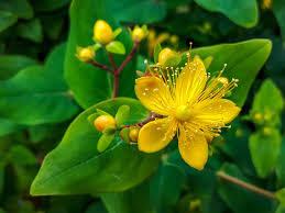 Attēlu rezultāti vaicājumam “Hypericum perforatum leaf”
