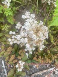 Attēlu rezultāti vaicājumam “Sedum album leaf”