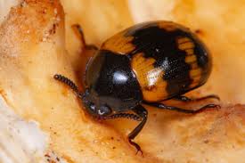 Attēlu rezultāti vaicājumam “Diaperis boleti”