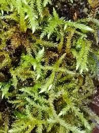 Attēlu rezultāti vaicājumam “Brachythecium rivulare”