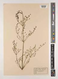 Attēlu rezultāti vaicājumam “Alisma gramineum flower”