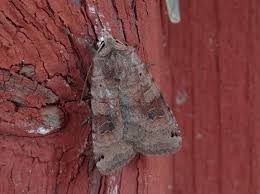 Attēlu rezultāti vaicājumam “Xestia baja”