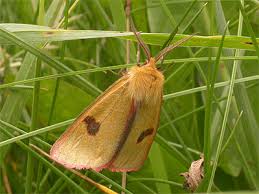 Attēlu rezultāti vaicājumam “Diacrisia sannio female”