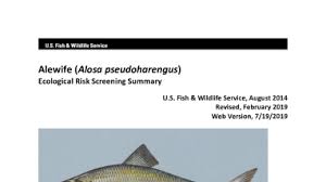 Image result for Alosa pseudoharengus