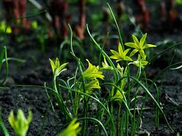 Attēlu rezultāti vaicājumam “Gagea pratensis”