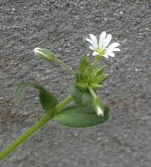 Attēlu rezultāti vaicājumam “Enteridium corticatum young”