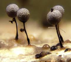 Attēlu rezultāti vaicājumam “Collaria arcyrionema”