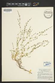 Attēlu rezultāti vaicājumam “Galium schultesii fruit”