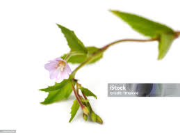 Attēlu rezultāti vaicājumam “Epilobium montanum”