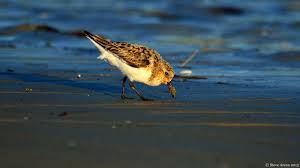 Attēlu rezultāti vaicājumam “Calidris alba adult”