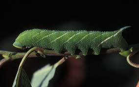 Attēlu rezultāti vaicājumam “Smerinthus ocellata”