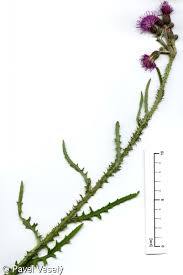 Attēlu rezultāti vaicājumam “Cirsium palustre flower”