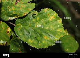 Attēlu rezultāti vaicājumam “Phragmidium sp.”