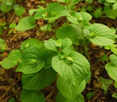Attēlu rezultāti vaicājumam “Viola mirabilis leaf”