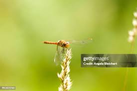 Attēlu rezultāti vaicājumam “Sympetrum flaveolum”