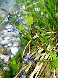 Attēlu rezultāti vaicājumam “Polygala amarella flower”