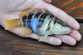 Image result for Serranus scriba