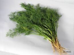 Attēlu rezultāti vaicājumam “Anethum graveolens”