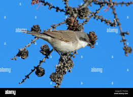 Attēlu rezultāti vaicājumam “Sylvia curruca adult”
