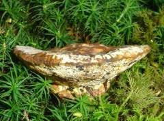 Attēlu rezultāti vaicājumam “Inonotus leporinus”