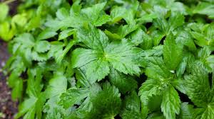 Attēlu rezultāti vaicājumam “Astrantia major fruit”