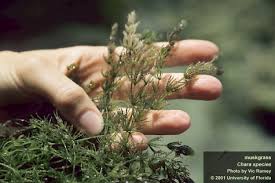 Attēlu rezultāti vaicājumam “Chara intermedia”