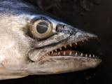 Image result for Scomberomorus maculatus