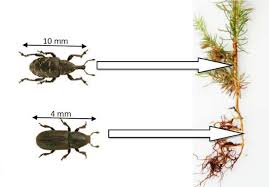 Attēlu rezultāti vaicājumam “Hylobius abietis”