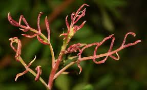 Attēlu rezultāti vaicājumam “Acalitus longisetosus”