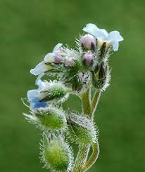 Attēlu rezultāti vaicājumam “Myosotis micrantha”