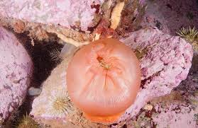 Attēlu rezultāti vaicājumam “Anemone”