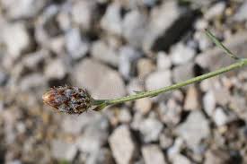 Attēlu rezultāti vaicājumam “Centaurea stoebe bud”