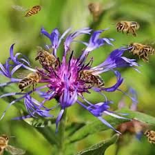 Image result for Flockenblume