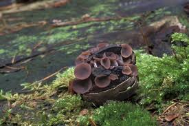 Attēlu rezultāti vaicājumam “Ciboria amentacea”